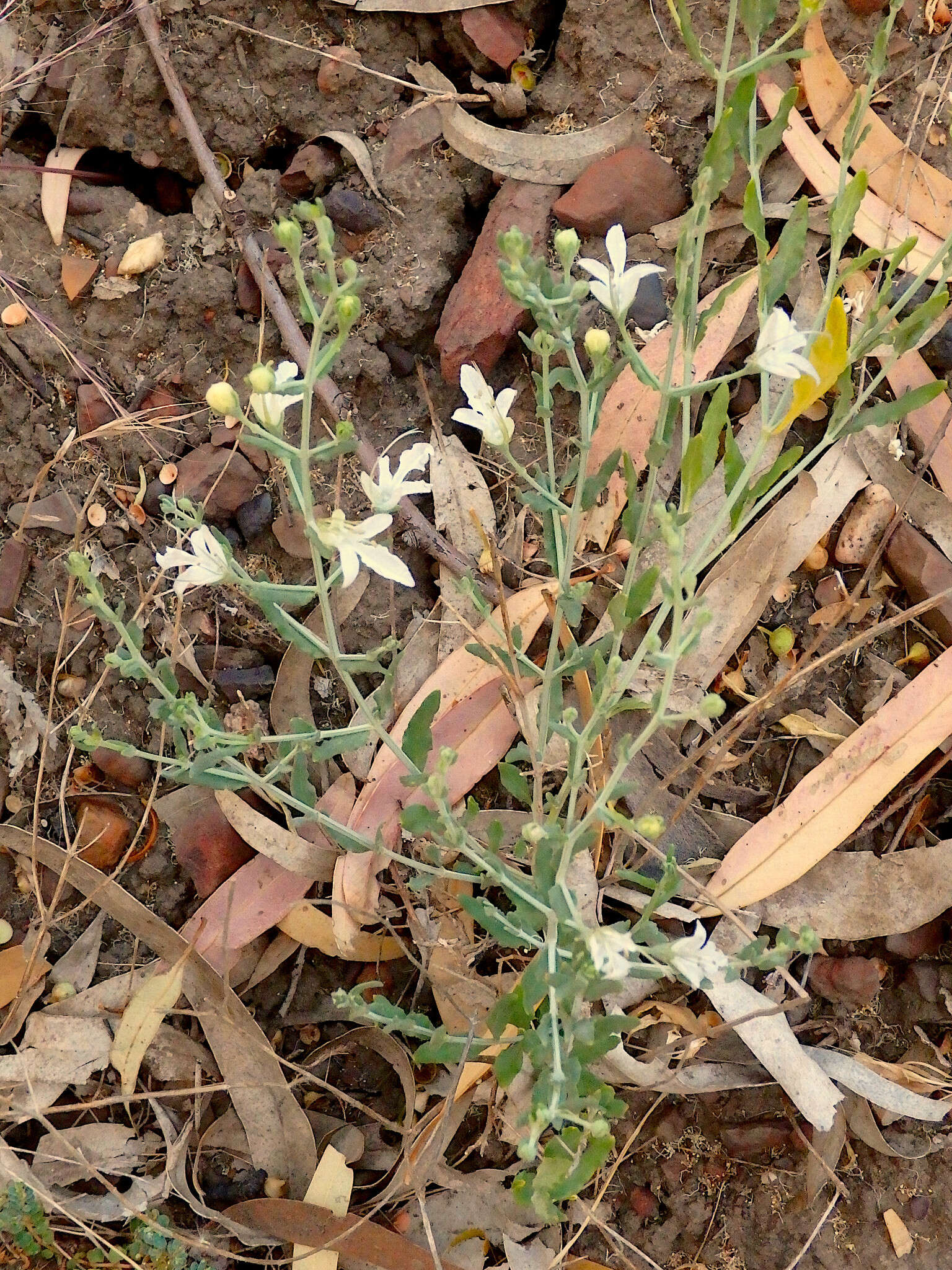 Image of Teucrium racemosum R. Br.