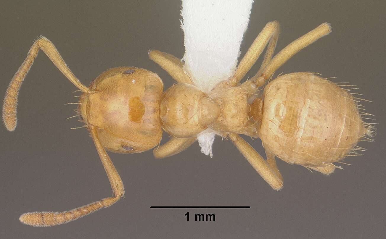 Imagem de Lasius colei