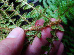 Image of Dryopteris komarovii Kossinsky