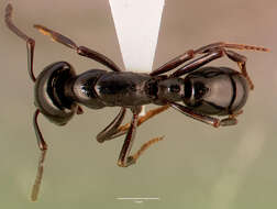 Image of Plectroctena mandibularis Smith 1858