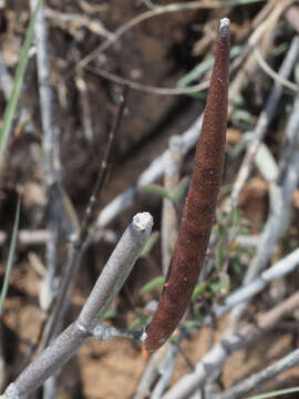 Image of Ceropegia zeyheri Schltr.