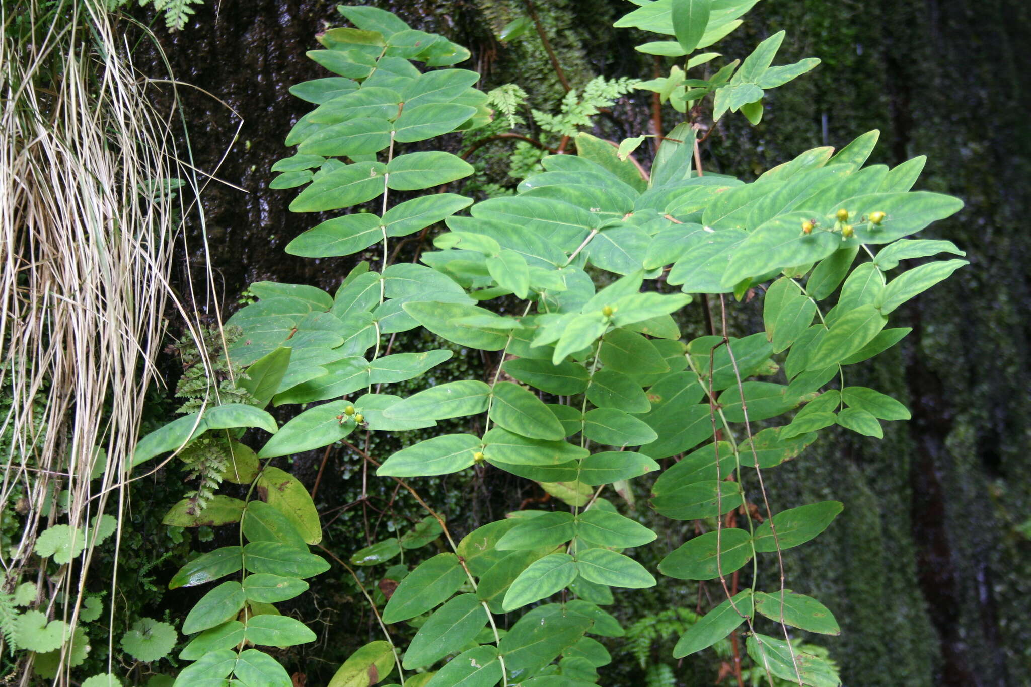 Image of Hypericum grandifolium Choisy