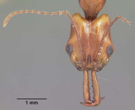 Image of Anochetus goodmani