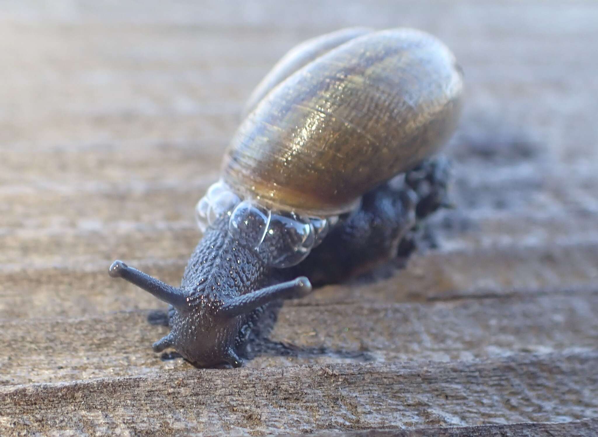 Image of Helminthoglypta nickliniana ramentosa (A. Gould 1856)