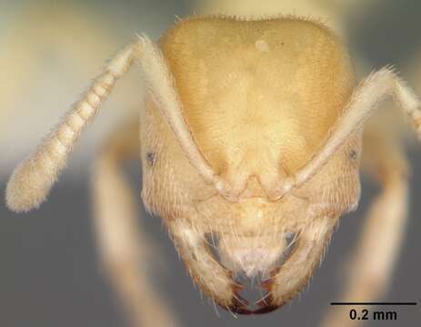 Image of Acropyga epedana Snelling 1973