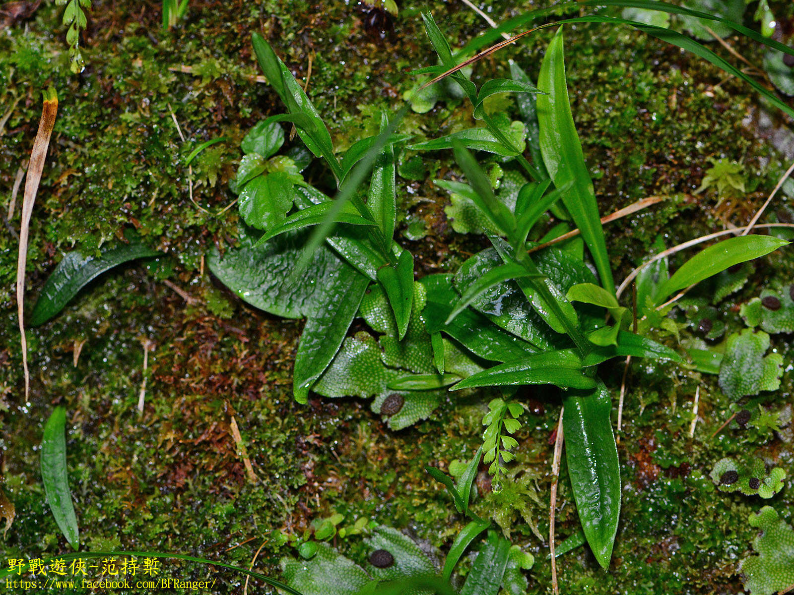 Imagem de Platanthera formosana (T. P. Lin & K. Inoue) Efimov