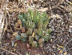 Huernia barbata subsp. barbata的圖片