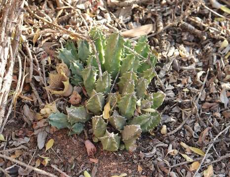 Huernia barbata subsp. barbata resmi