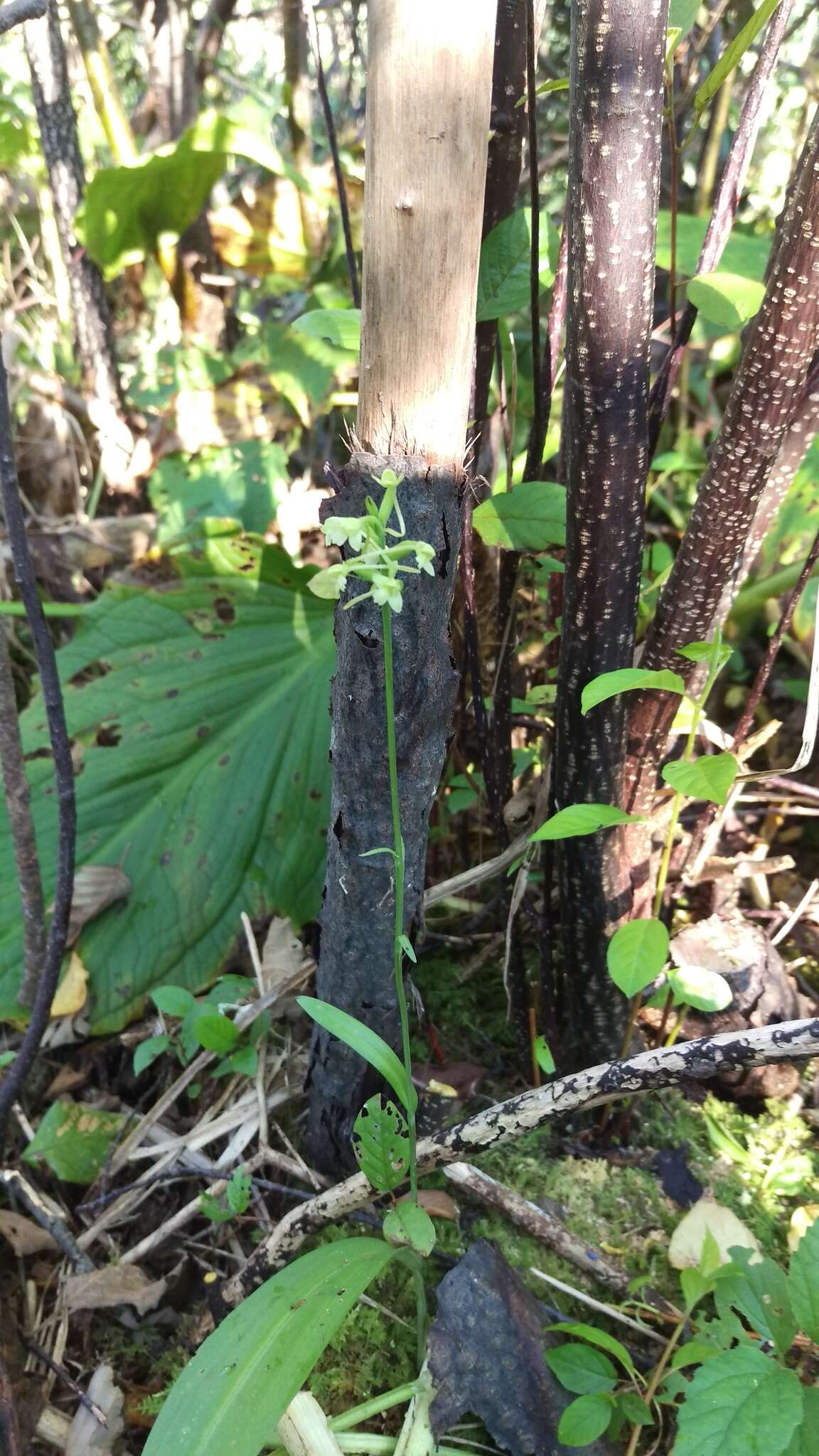 Image of Green Woodland Orchid