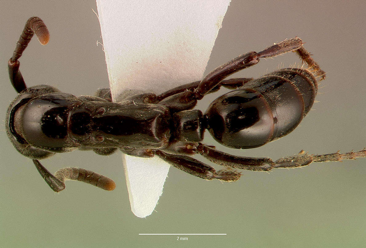 Image of Matabele ant