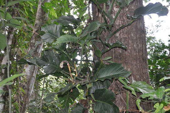 Image of Adanson's monstera