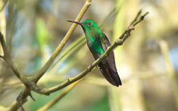 Image of Copper-rumped Hummingbird