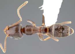 Image of Argentine Ant