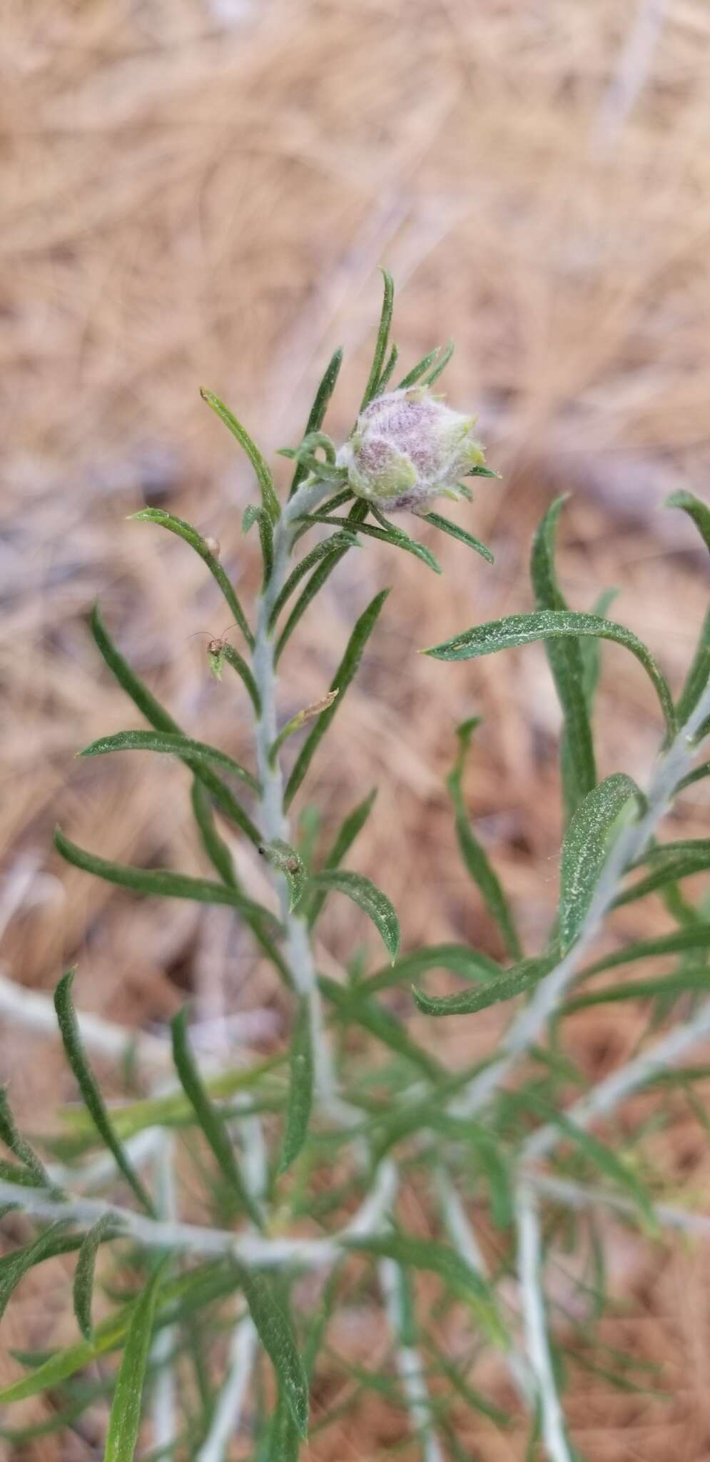 Imagem de Ericameria nauseosa var. bernardina (H. M. Hall) G. L. Nesom & G. I. Baird