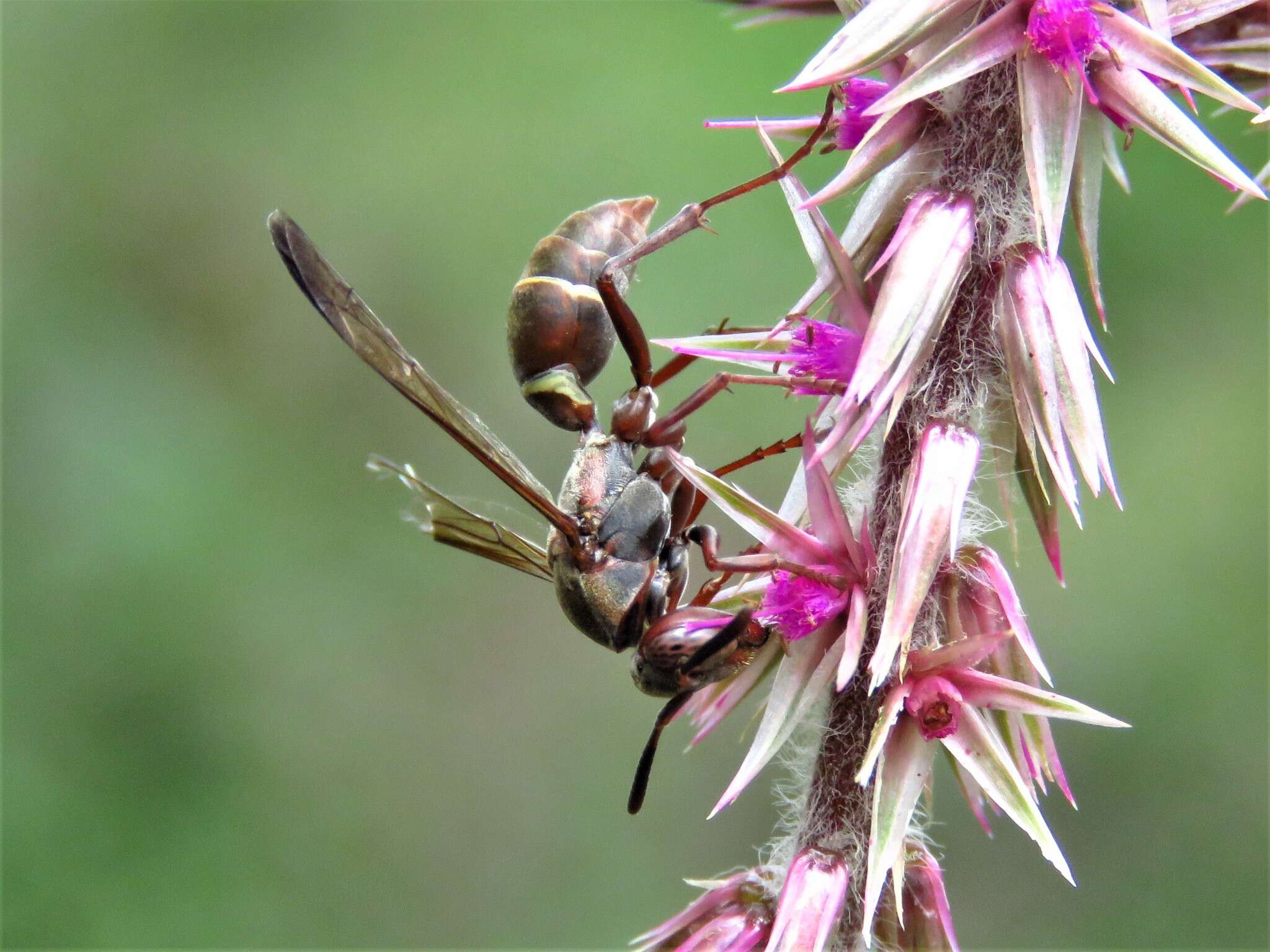 Image of Polistes tenellus Buysson 1905