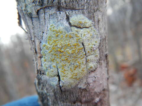 Image of rim lichen