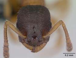 Imagem de Leptothorax muscorum (Nylander 1846)