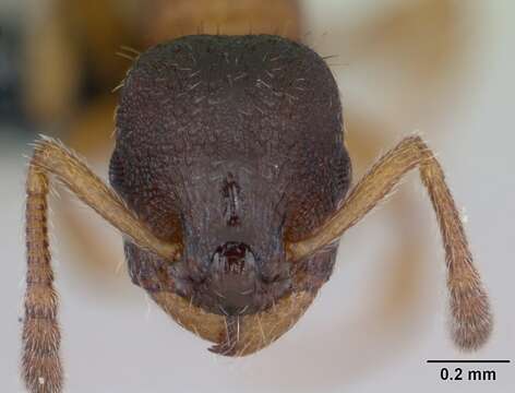 Imagem de Leptothorax muscorum (Nylander 1846)