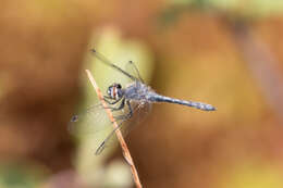 Nannothemis Brauer 1868 resmi