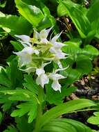 Image of Dactylorhiza aristata (Fisch. ex Lindl.) Soó