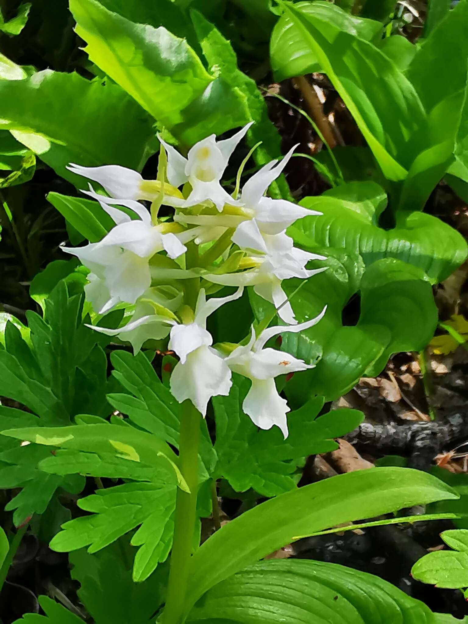 Image of Dactylorhiza aristata (Fisch. ex Lindl.) Soó