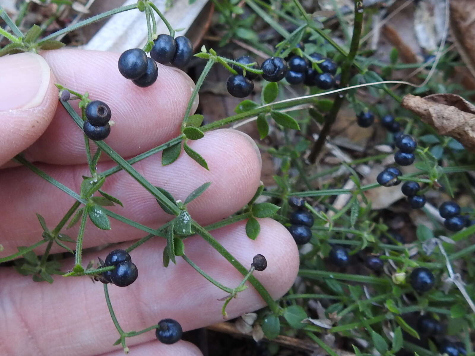 Image of Galium bermudense L.