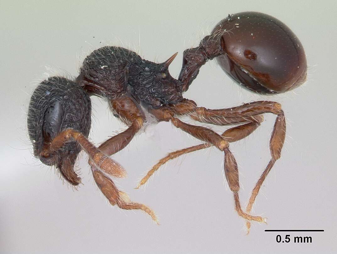 Image of Lachnomyrmex victori