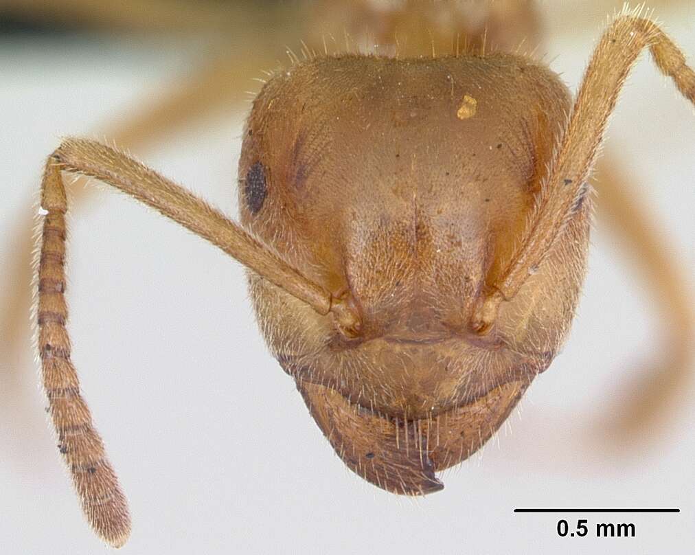 Image de Lasius umbratus (Nylander 1846)