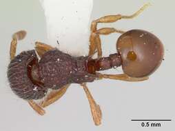 Image of Lachnomyrmex nordestinus