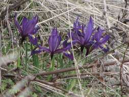 Plancia ëd Iris reticulata M. Bieb.