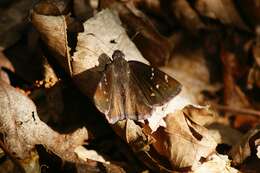 Image of Northern Cloudywing