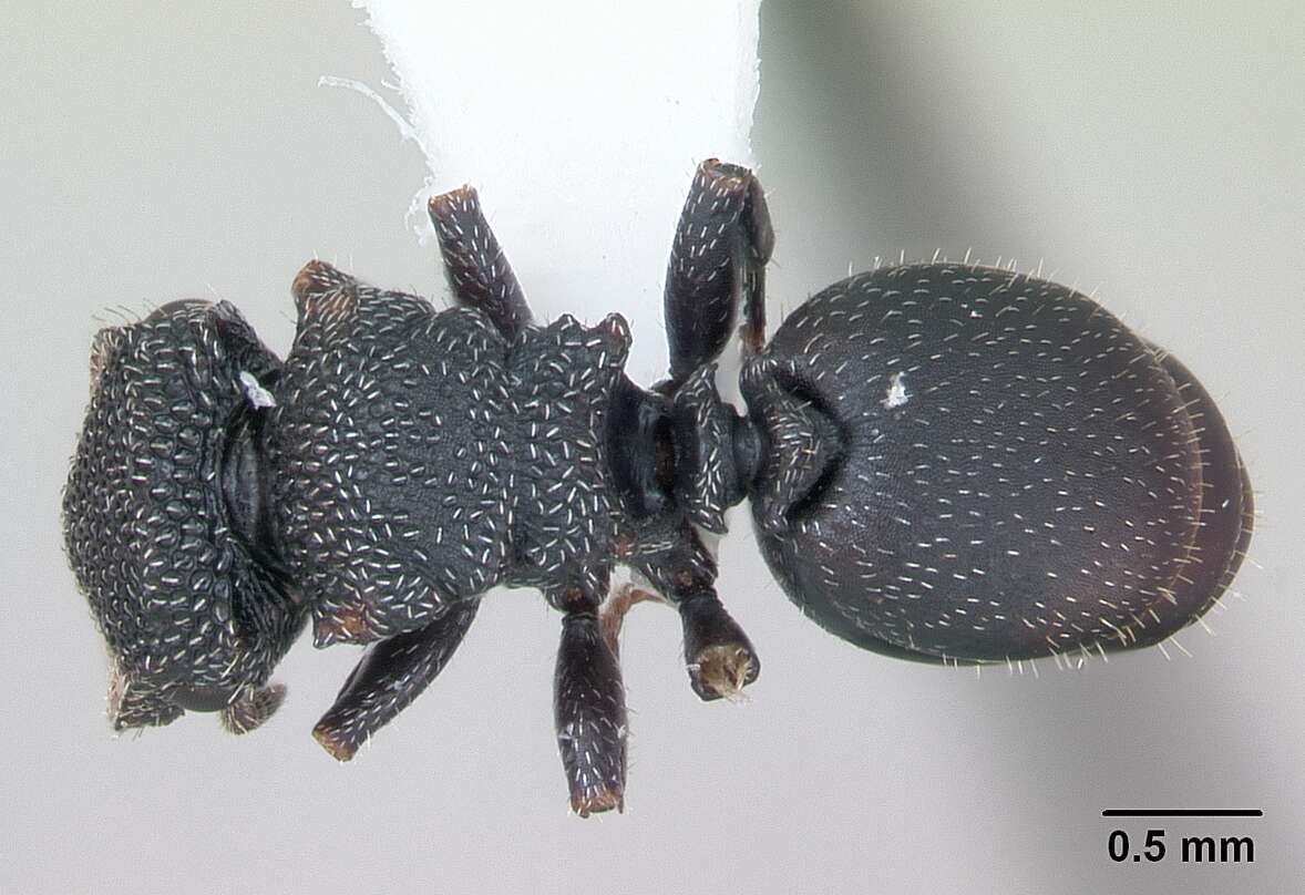 Cephalotes fiebrigi (Forel 1906) resmi