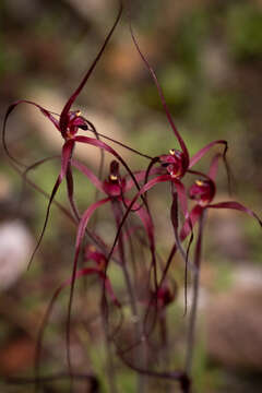 Imagem de Caladenia dundasiae Hopper & A. P. Br.