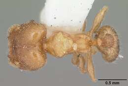 Pheidole bicarinata Mayr 1870 resmi