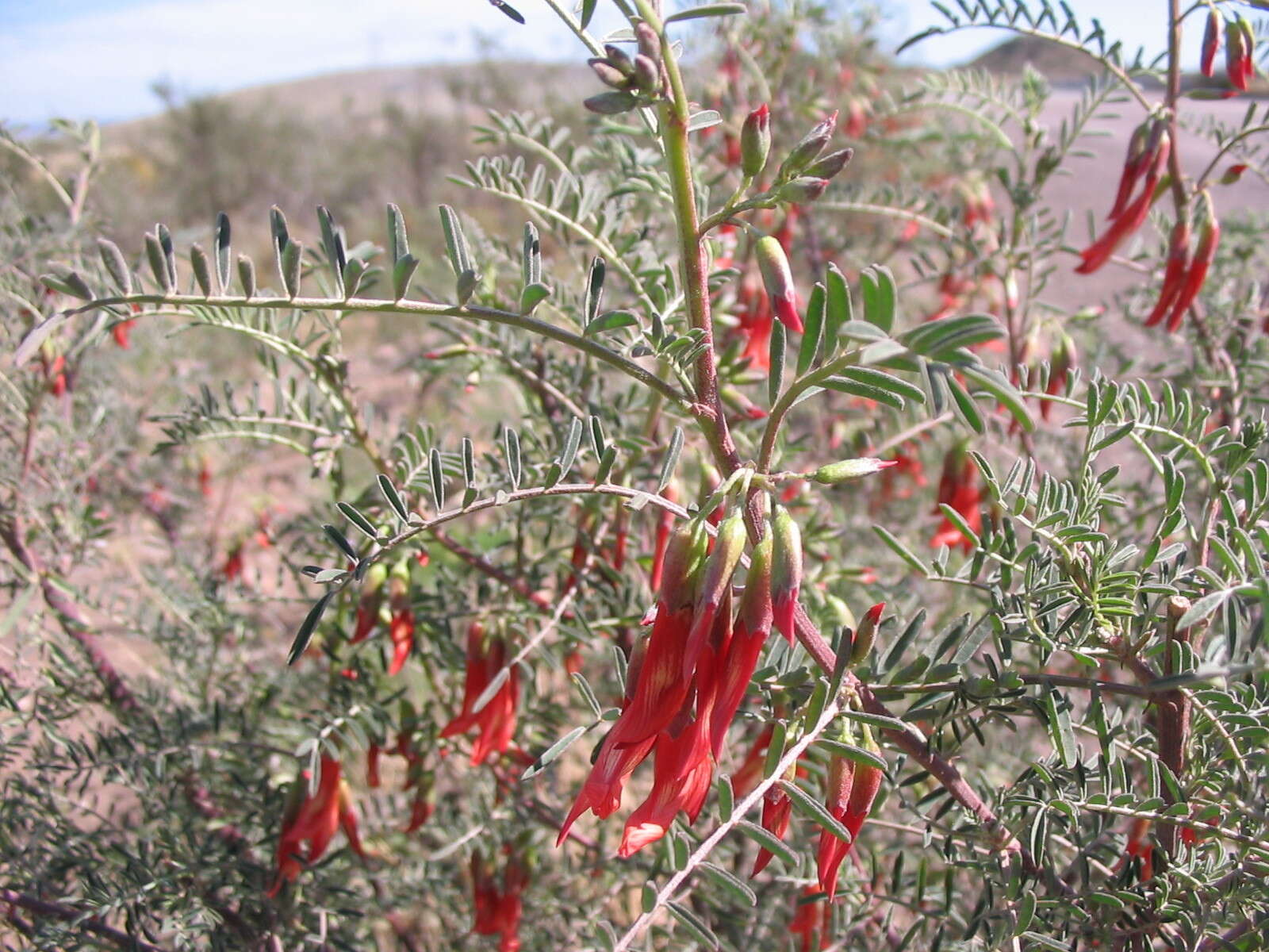 Image of Lessertia frutescens subsp. microphylla