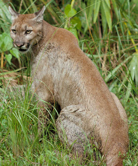 Image of Puma concolor coryi