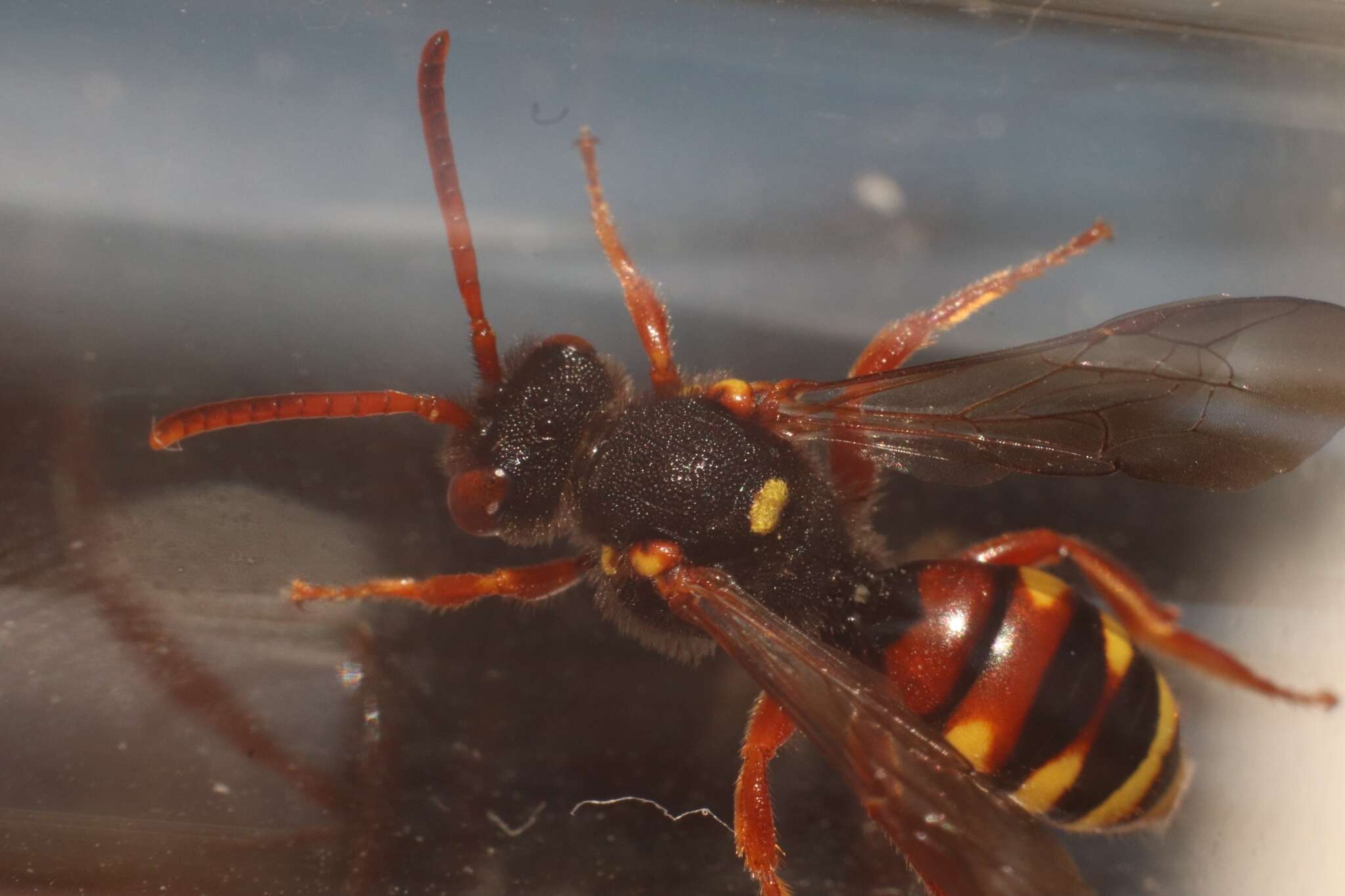 Image of Nomada bifasciata Olivier 1811