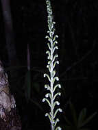 Image of Gonatostylis vieillardii (Rchb. fil.) Schltr.