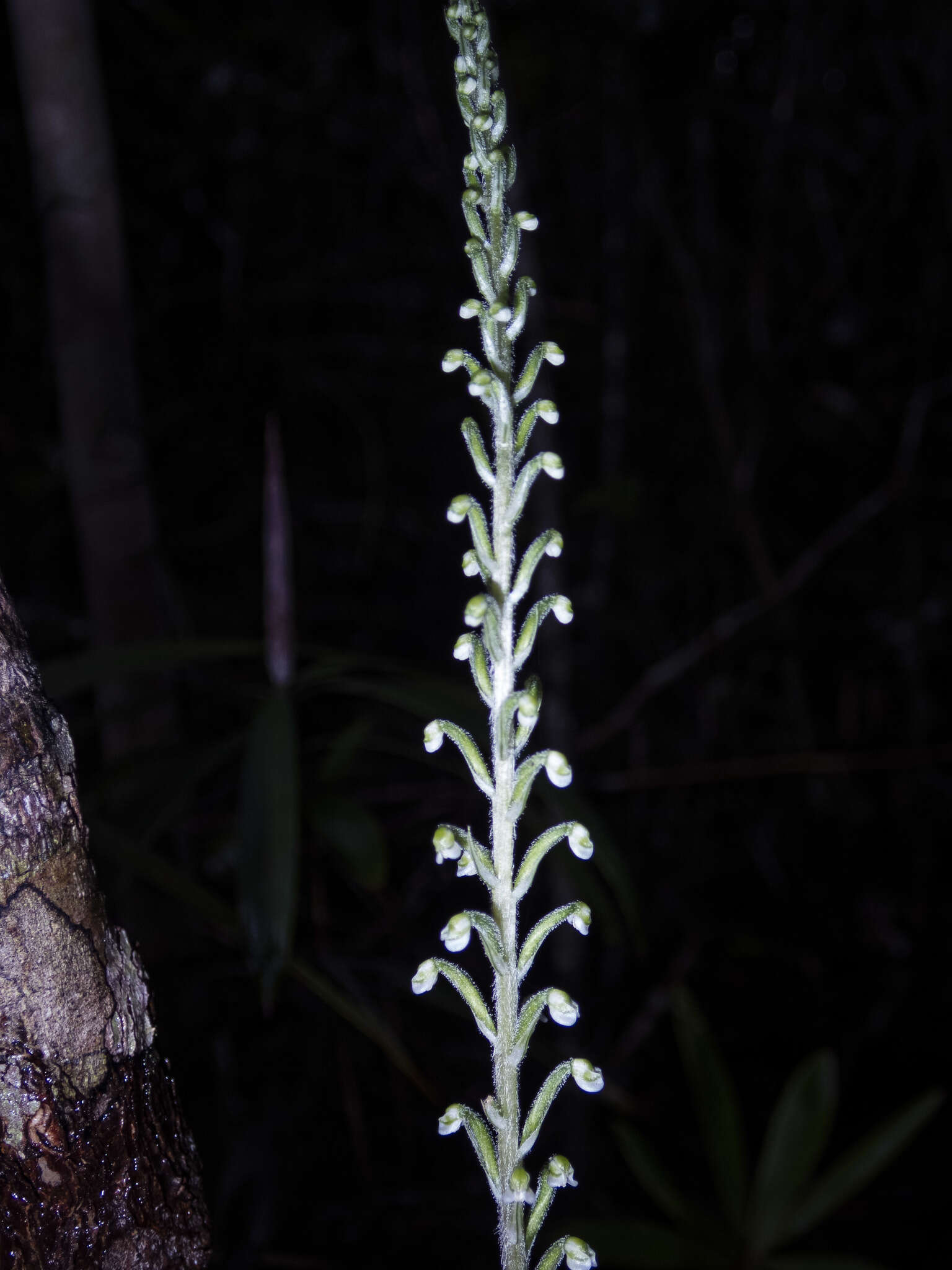 Gonatostylis vieillardii (Rchb. fil.) Schltr.的圖片