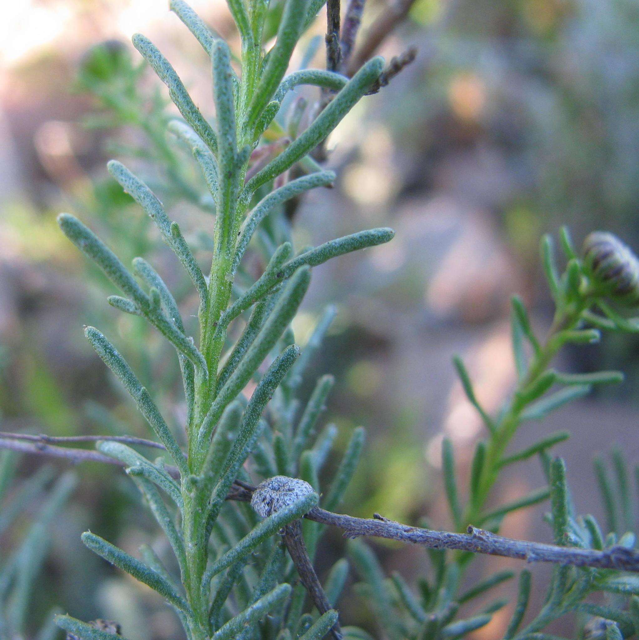 Слика од Chrysocoma tridentata DC.