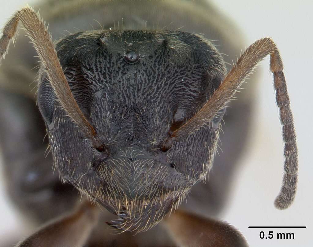 Image of Small black ant