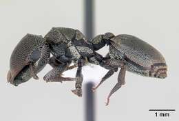 Cephalotes depressus (Klug 1824) resmi