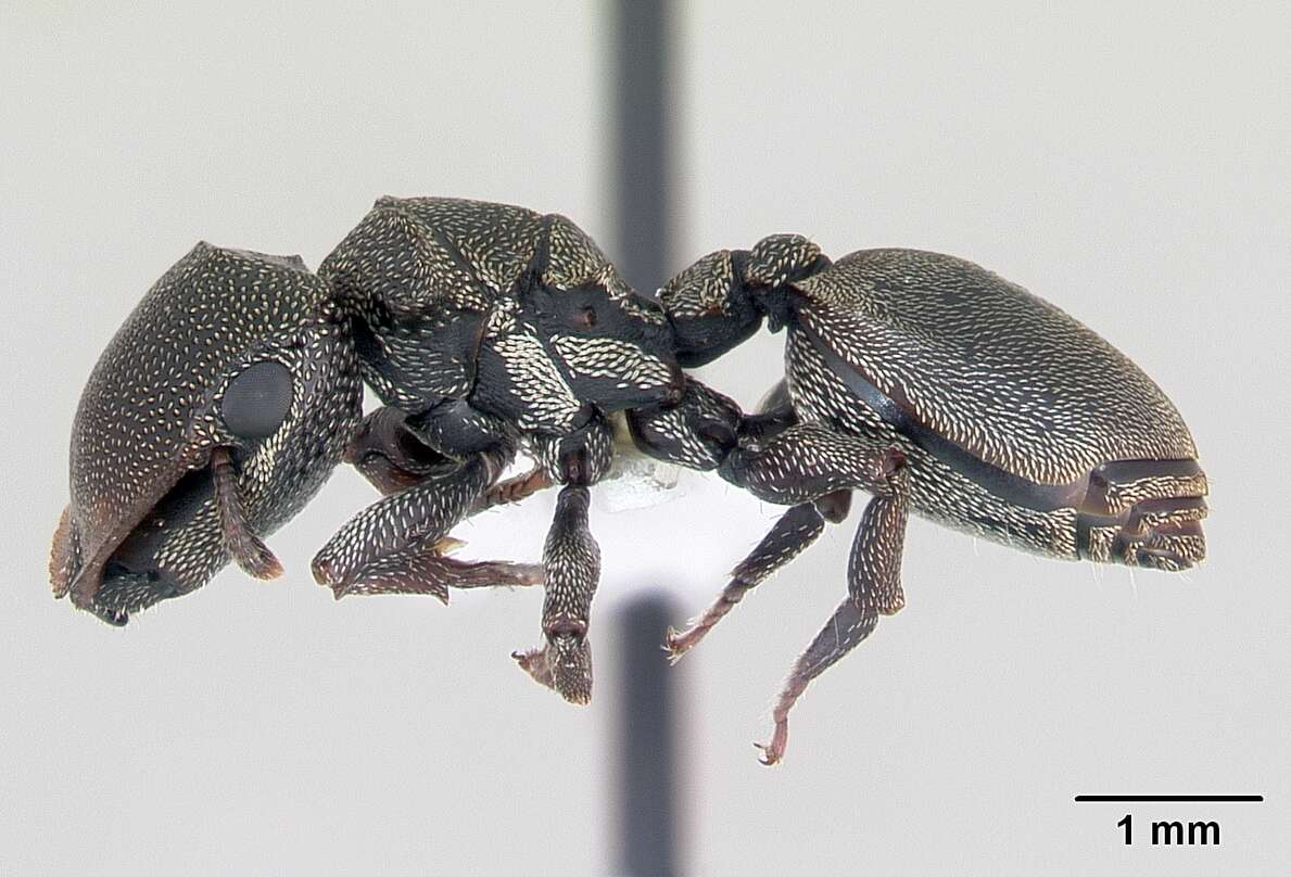 Cephalotes depressus (Klug 1824) resmi