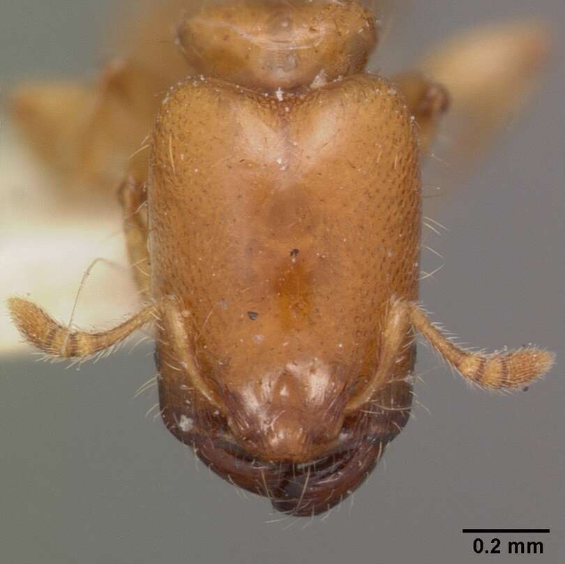 Image of Machomyrma dispar (Forel 1895)