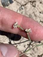 Image of Pahrump Valley buckwheat