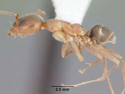 Image of Argentine Ant