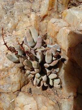 Image of Crassula garibina Marloth & Schönl.