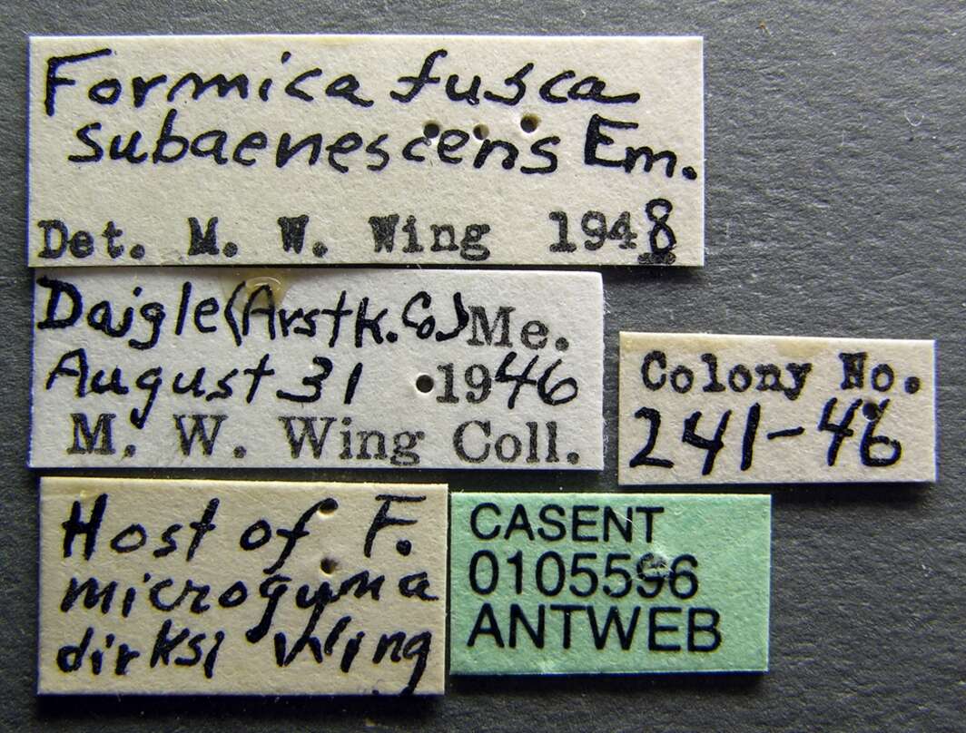 Слика од Formica dirksi Wing 1949