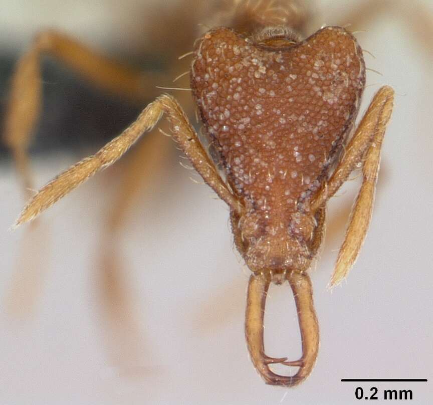 Image of Ant