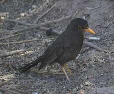 Turdus chiguanco d'Orbigny & Lafresnaye 1837 resmi